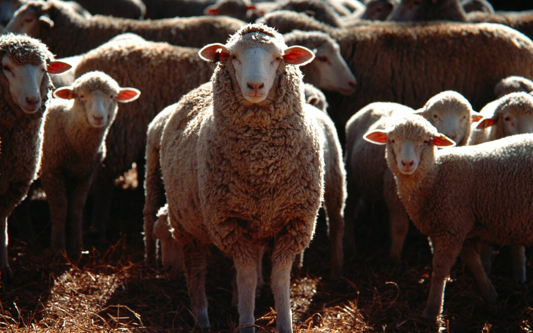 GENXLAMB project developed by Animal Breeding Consulting